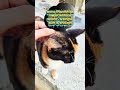 Daily Cat Proverbs #2