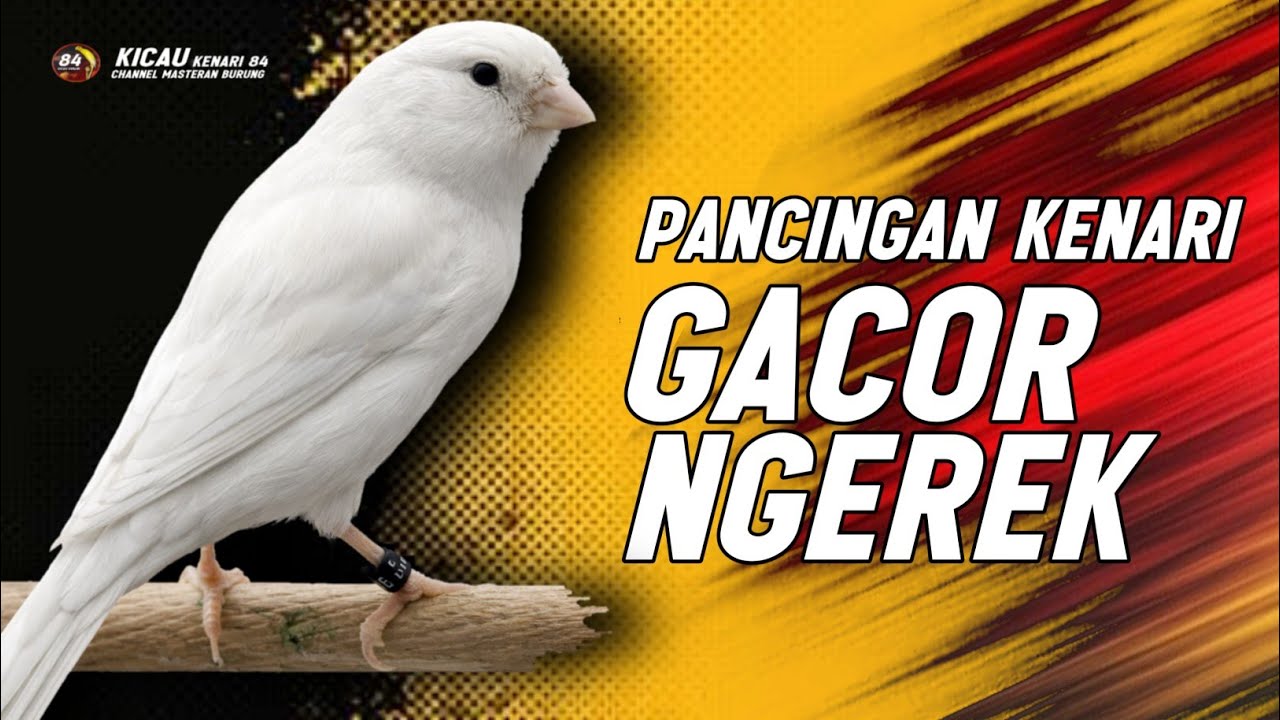 KENARI GACOR PANJANG Emosi Cuit Cuit NGEROL AMPUH utk Pancingan Kenari Paud dan Masteran Murai Batu