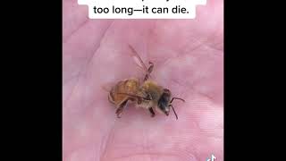 Tik Toks-Another day of saving the bees💁‍♀️🐝 🐝🐝