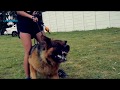 German Shepherd Pressure FULL540p by @landsharkza German Shepherd Pressure FULL540p by @landsharkza