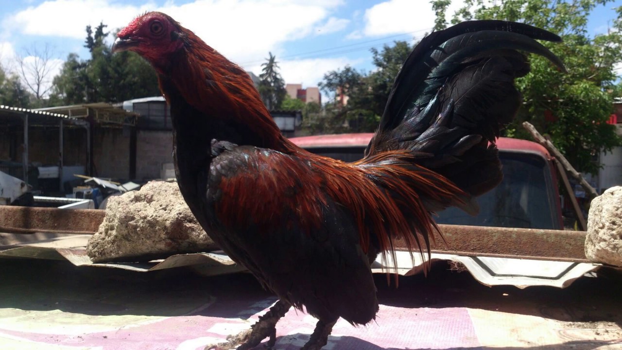 GALLOS KIKIRIKIS/PRESENTACIÓN DE ALGUNOS EJEMPLARES DEL CRIADERO YouTube