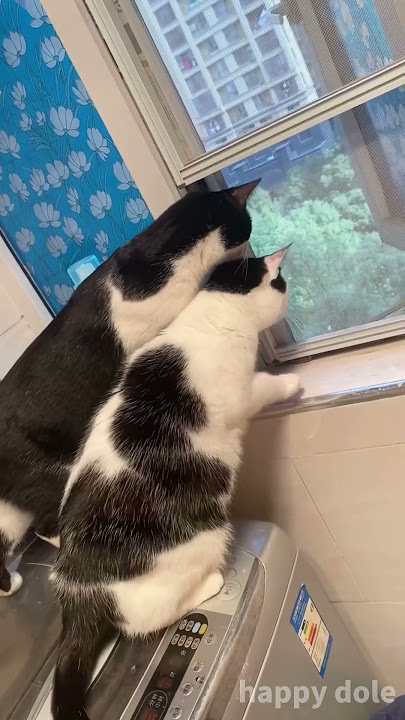 kucing itu juga mendengar tetangganya bertengkar