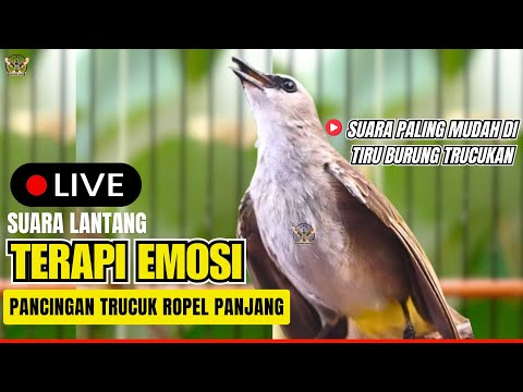 Pancingan dan MASTERAN ISTIMEWA burung trucukan Agar cepat bunyi gacor dan ROPEL