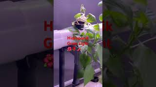 Hidroponik Grow Light@Eco Spring🌺🌹🌶️ #gardening
