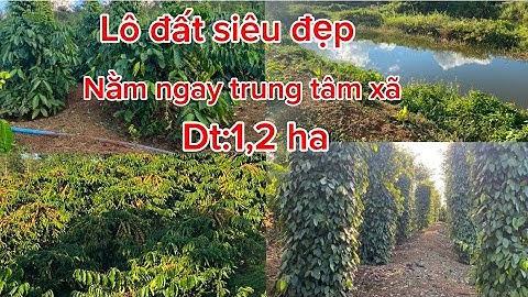 Bán lô đất nằm ngay trung tâm xã dt:1,2 ha cà phê hồ tiêu ao riêng lh:0964.175.347