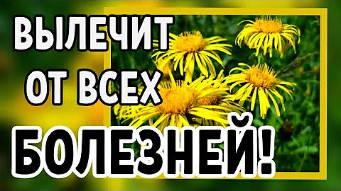 ДЕВЯСИЛ. ЛЕЧЕНИЕ ЖЕЛУДКА, АСТМЫ, АРТРИТА и других болезней .УНИКАЛЬНОЕ РАСТЕНИЕ