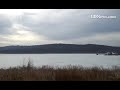 Video: Swans flying at #MiddleCreek Wildlife Management Area #LDNews