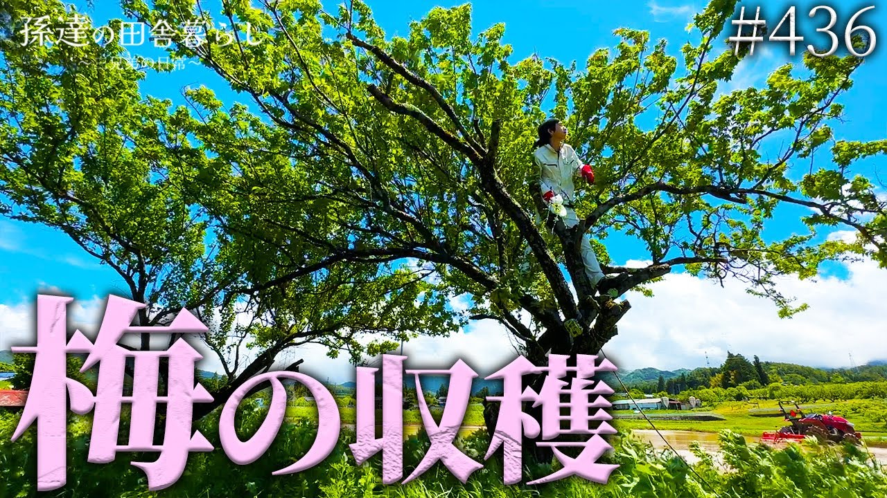 自然】少し早めの梅収穫!久しぶりの木登りに大興奮♪ #436 - YouTube