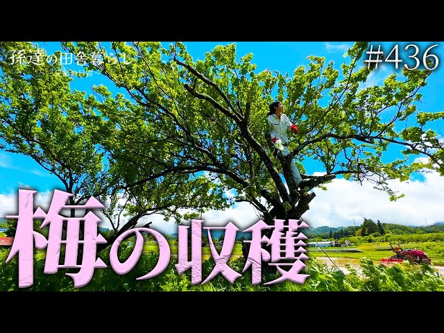 自然】少し早めの梅収穫!久しぶりの木登りに大興奮♪ #436 - YouTube