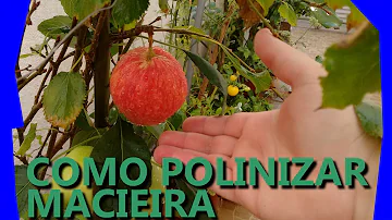 O que fazer para a macieira dar frutos?