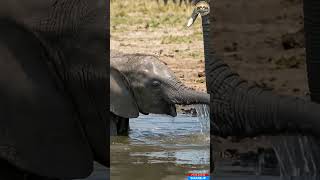 Elephant Mother Does ANYTHING to Protect Her Calf #shorts #amazing #animals