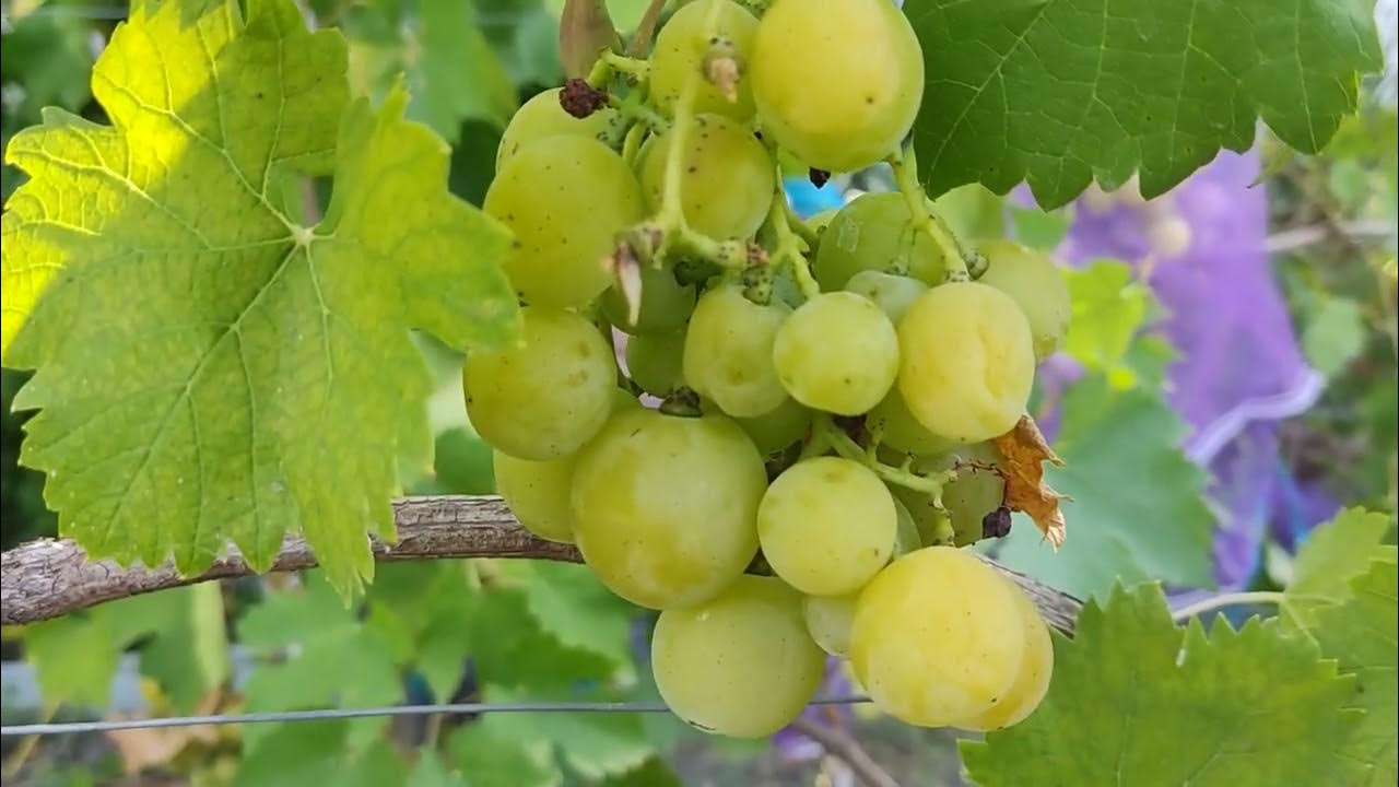 Сорт винограда : Прима - YouTube