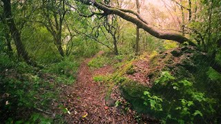 Walk in Heavy Rain, Binaural European City Park 4K