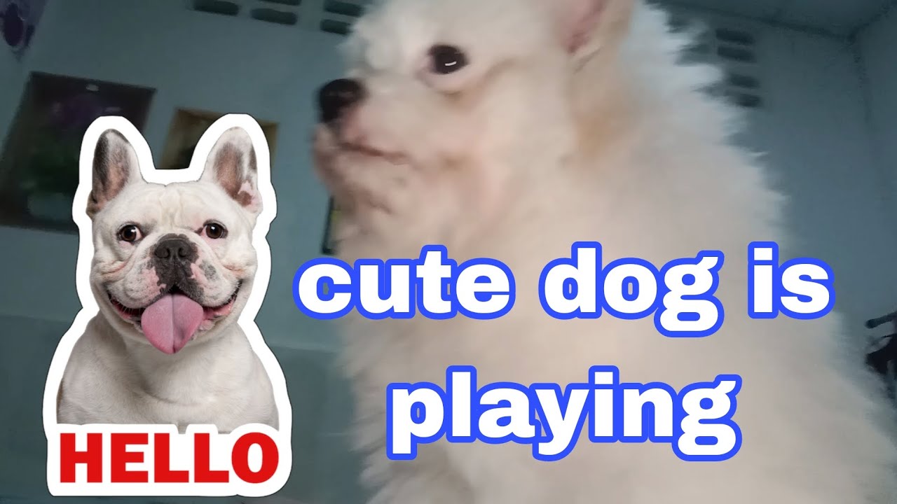 Cute dog is playing, ruralanimallifestyle3018