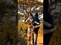 😱😧bakri ke baace pe attack...more#funny #shorts #trendingshorts #explore