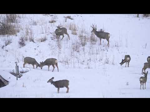 Stock Video - Mule Deer during the winter in Wyoming