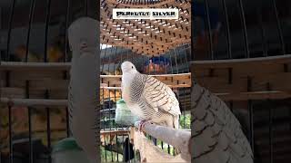 Download Lagu Suara perkutut silver MP3