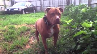 Red Mastiff Pitbull Mix