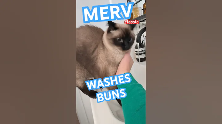 Video 11713691: cat talking, thai cat, cat washing