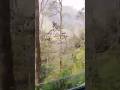Tour-March2026: Sikkim : Gangtok, Pelling, Namchi, ; Mayapur, Nabadwip India #sikkim #india #mayapur