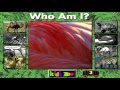 Who Am I? (HD) from Kids Zoo A Baby Animal Adventure MS-DOS/Packard Bell Version