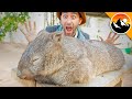 Meeting Wanda...The Sleepiest WOMBAT!