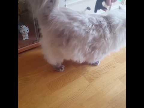 How to cool down your cat in the summer