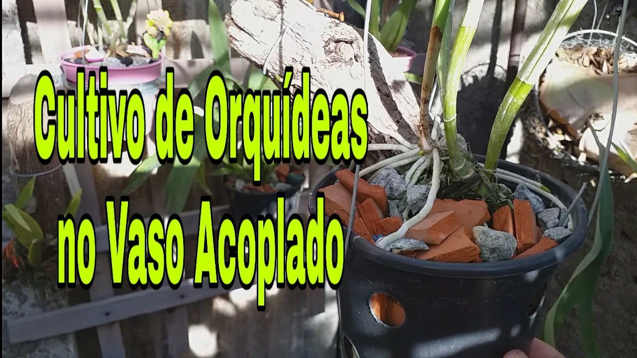 Cultivo de Orquídeas no Vaso Acoplado