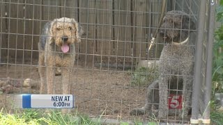 Canine Caper Targeting High Dollar Dogs