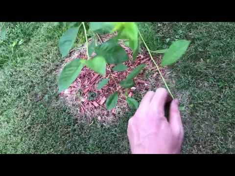 How To Prune Cherry Trees For Maximum Cherries