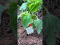 planted today!: mexican sunflower plant may 15, 2025 3:36pm #thursday #homegarden #shortsfilm #video