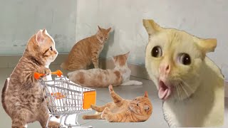 Funny Cats ( friendly animals )