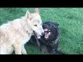 A Wolf Pup Finds a Friend Like Her to Play With