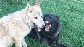 A Wolf Pup Finds a Friend Like Her to Play With