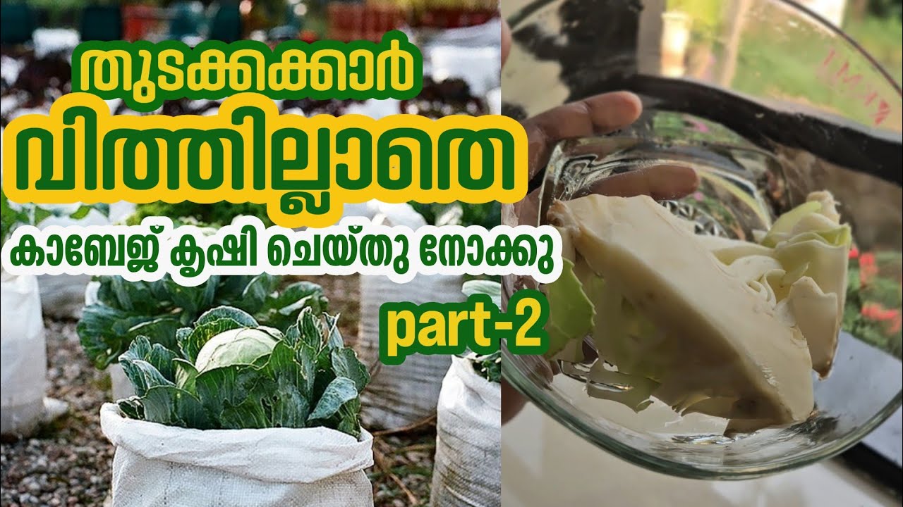 കാബേജ് head വന്നു🥬 |The cabbage is heading up; what are the next steps | part-2| storiesofneethuabhi