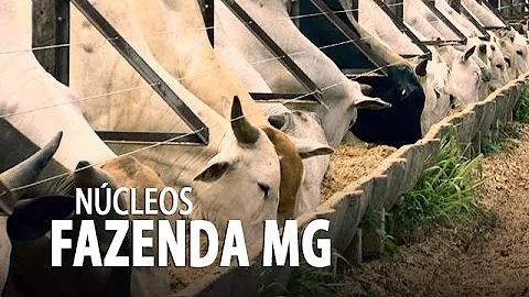 O que é núcleo bovino?