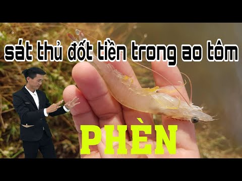 Video PHÈN. sát thủ đốt tiền trong ao tôm - youtube