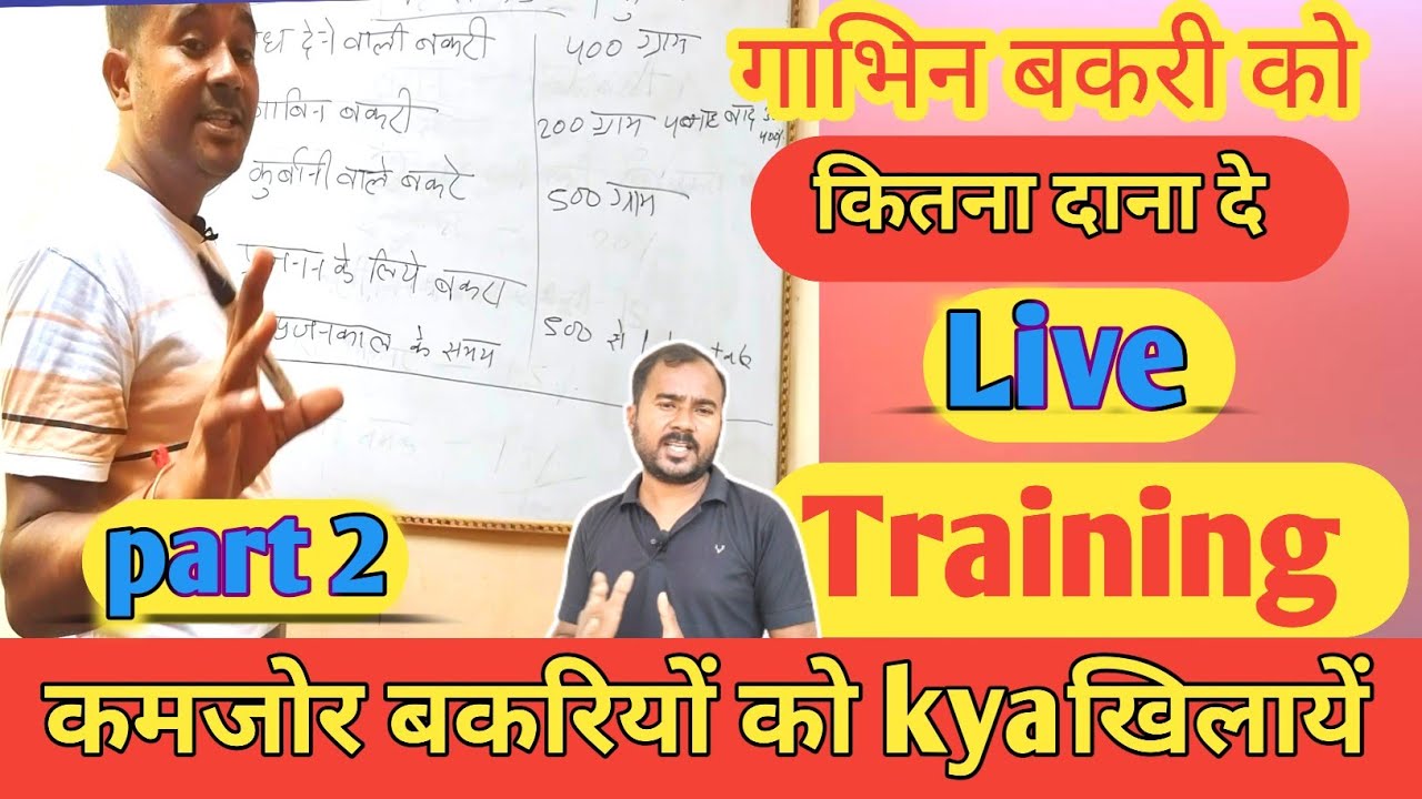 Bakri Ko Kitna Dana Dena Chahiye |Part 2|Goat Training Video |Vimalumrao