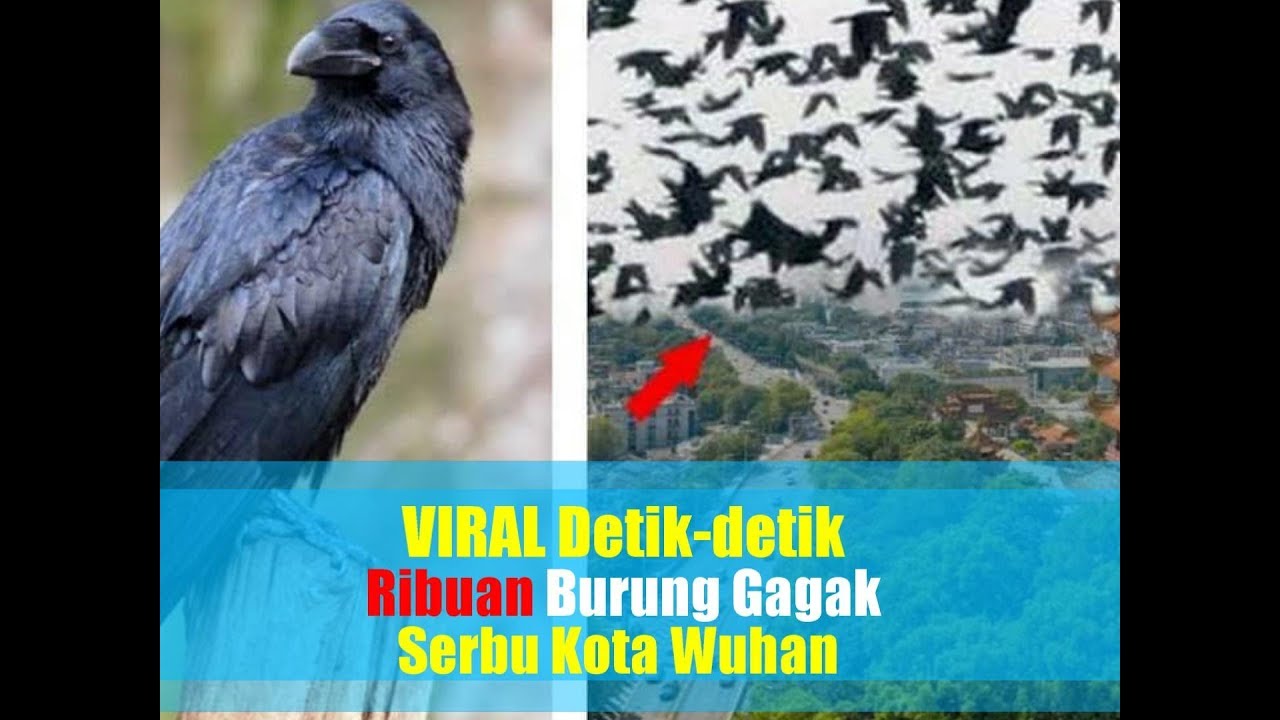 Viral Video Detik Detik Ribuan Burung Gagak Serbu Kota Wuhan Youtube