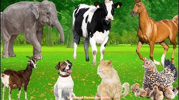 Farm Animal Sounds: Cow, Sheep, Cat, Dog, Chicken, Elephant - Animal Moments