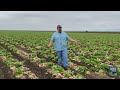 Field Report: Iceberg Faces Virus Challenges