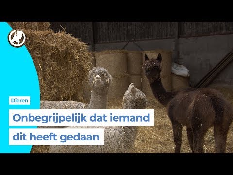 Beuningense boer vol ongeloof na alpaca-roof