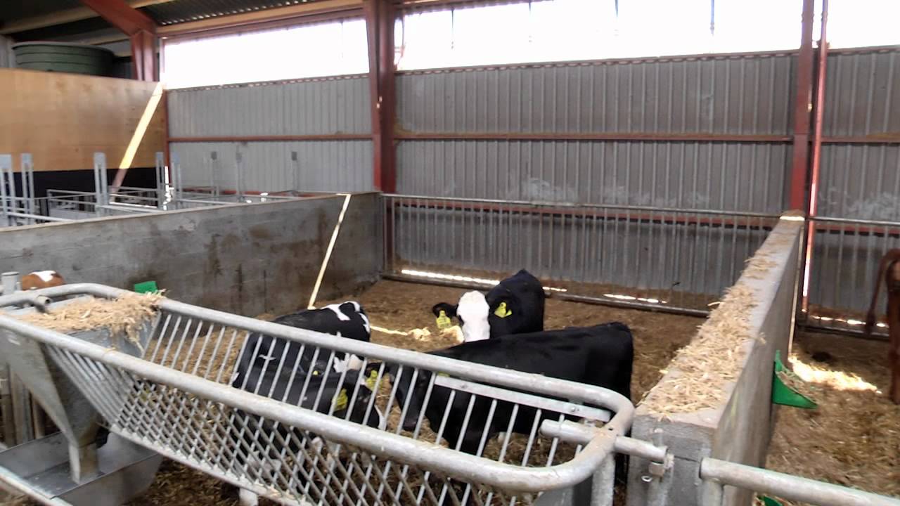 Kostald & kalvestald - Byggefirmaet Richardt Thomsen A/S