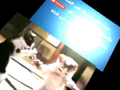 اغنيه القطه المشمشيه