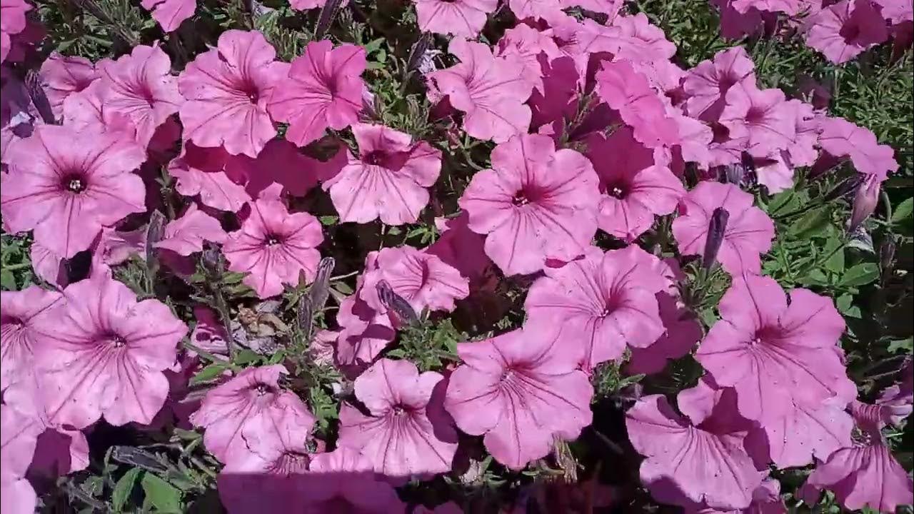 Петунія серед клумби #Петуния #Petunia - YouTube