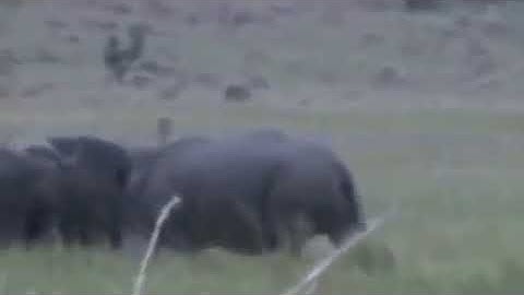 Tê giác đại chiến trâu rừng và cái kết