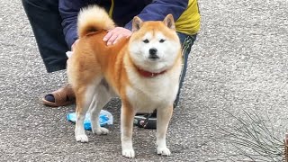 おしりを拭かれて悲しい柴犬