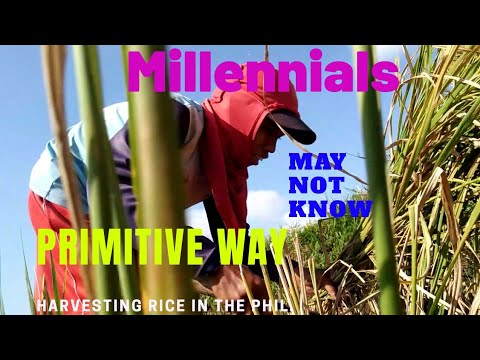 Primtive Rice How to Harvest Rice, the Primitive Way in the Philippines - YouTube