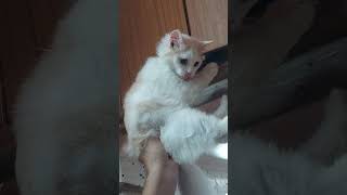 Nahane ka itana Khauf | Mar Jaunga Nahane Nahi Jaunga | @Sweetupersiancat2024 by Sweetu - The Persian Cat 558 views 4 days ago 2 minutes, 50 seconds