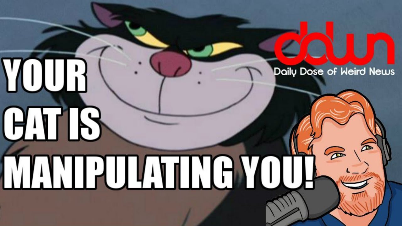 creepypasta anime Your cat is manipulating you! * And 8 more true weird news stories! #DDWN